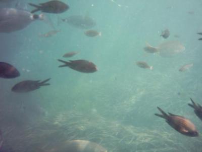 Fische im Hafen