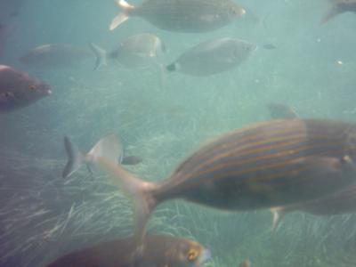 Fische im Hafen (durch den Glasboden fotografiert)