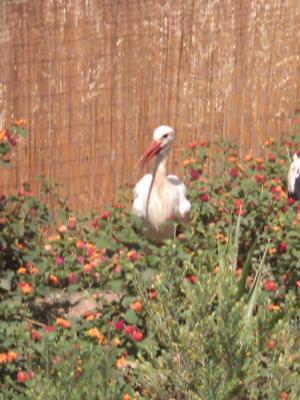 Storch im Freifluggehege