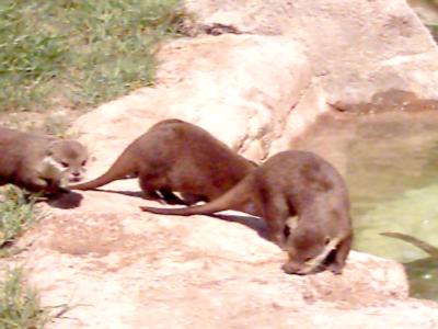 Die Otter auf dem Weg zur F&uuml;tterung