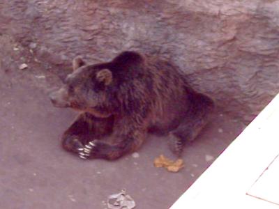 Ein Braunb&auml;r bei der Siesta