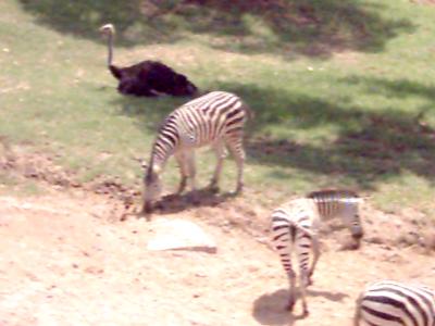 Strau&szlig;e und Zebras