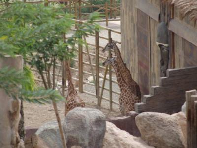 Giraffen &copy; www.terranatura.com