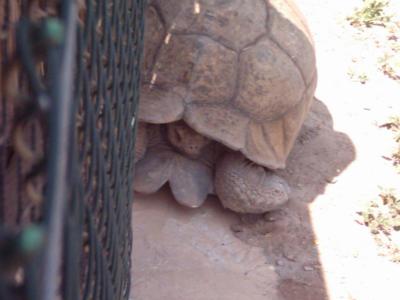 Auch eine Schildkr&ouml;te braucht ein wenig Schatten