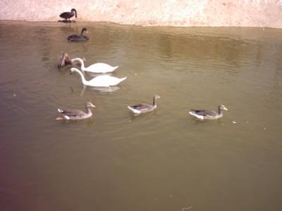 Enten und Schw&auml;ne auf einem der Teiche