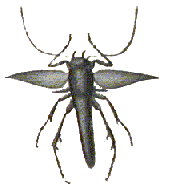 Abb. 6: Verschiedene Insekten der Kerguelen deren Fl&uuml;gel so stark zur&uuml;ckgebildet sind, dass sie nicht mehr fliegen k&ouml;nnen.