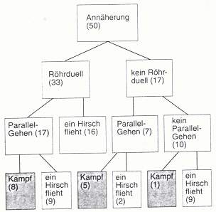Abb. 7: Verlauf einer Konfrontation zwischen zwei Hirschen.
