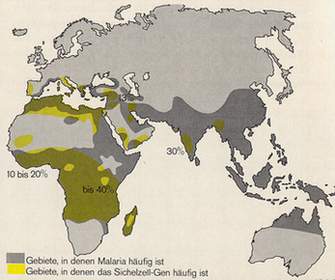 Abb. 14: Verbreitungsgebiete der Malaria und des Sichelzellgens. In Afrika tragen bis zu 40% der Bev&ouml;lkerung das Sichelzellgen in sich.