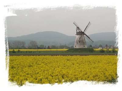 Rapsfeld mit M&uuml;hle