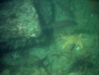 Fisch mit Seesternen