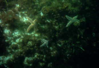 Seesterne