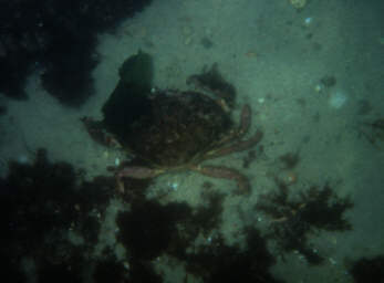 Krabbe