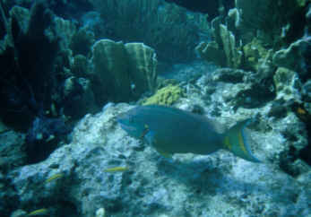 S&uuml;&szlig;lippe