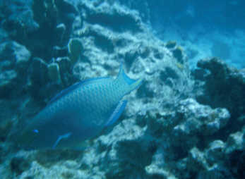 Rautenpapageienfisch