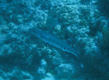 Barrakuda