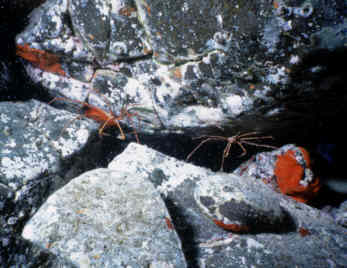 Krabbe
