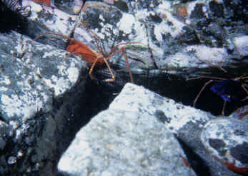 Krabbe