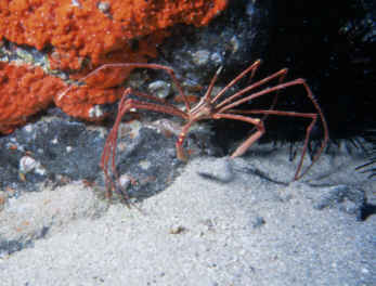 Krabbe