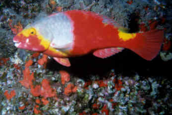 Seepapagei