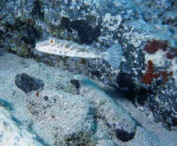 unbekannter fisch