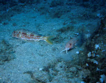 Seebarben
