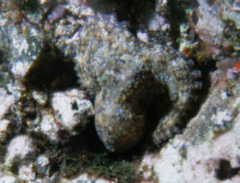 Octopus
