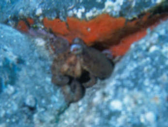 Octopus