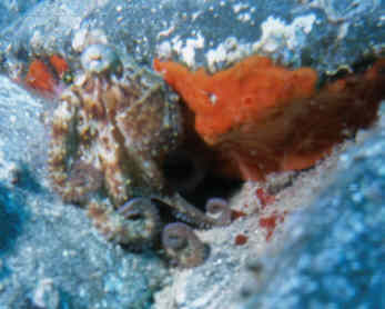 Octopus