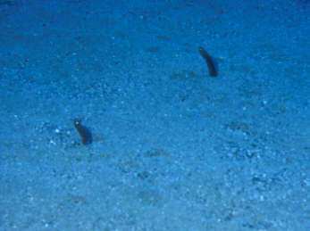 Sandaale