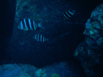 Zebra-Riffbarsche
