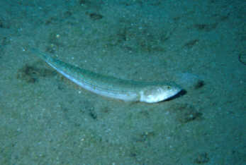 Eidechsenfisch