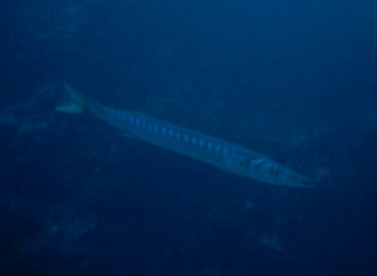 Barrakuda
