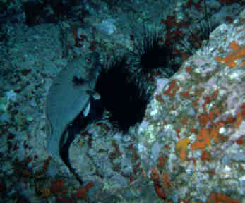Papageienfisch