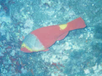 Seepapagei