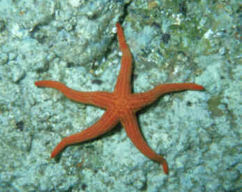 Seestern