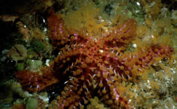Seestern