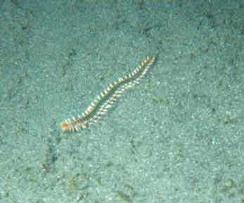 Borstenwurm
