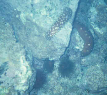 Seewalzen