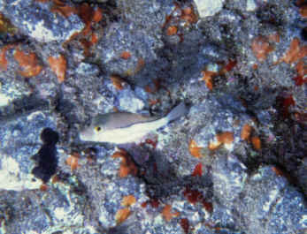 Kugelfisch