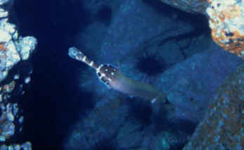 Trompetenfisch