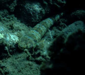 Eidechsenfisch