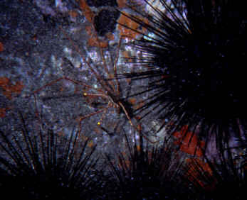 Seespinne