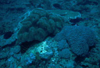 Anemone
