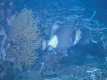 Riesendr&uuml;ckerfisch