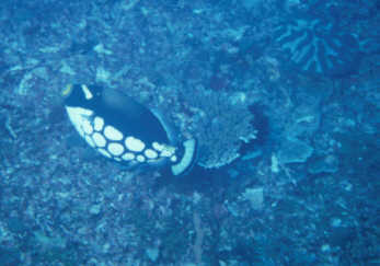 Leoparden-Dr&uuml;ckerfisch