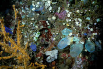 Koralle mit Seescheide