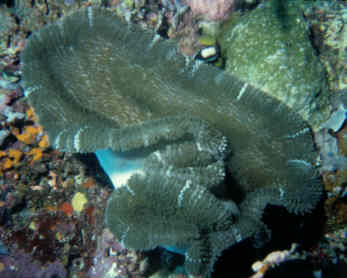 Anemone