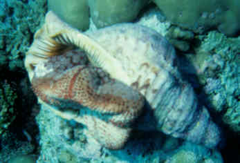 Triton