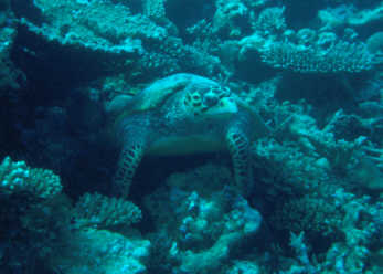 Schildkr&ouml;te