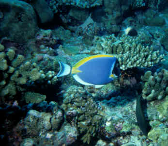 Doktorfisch